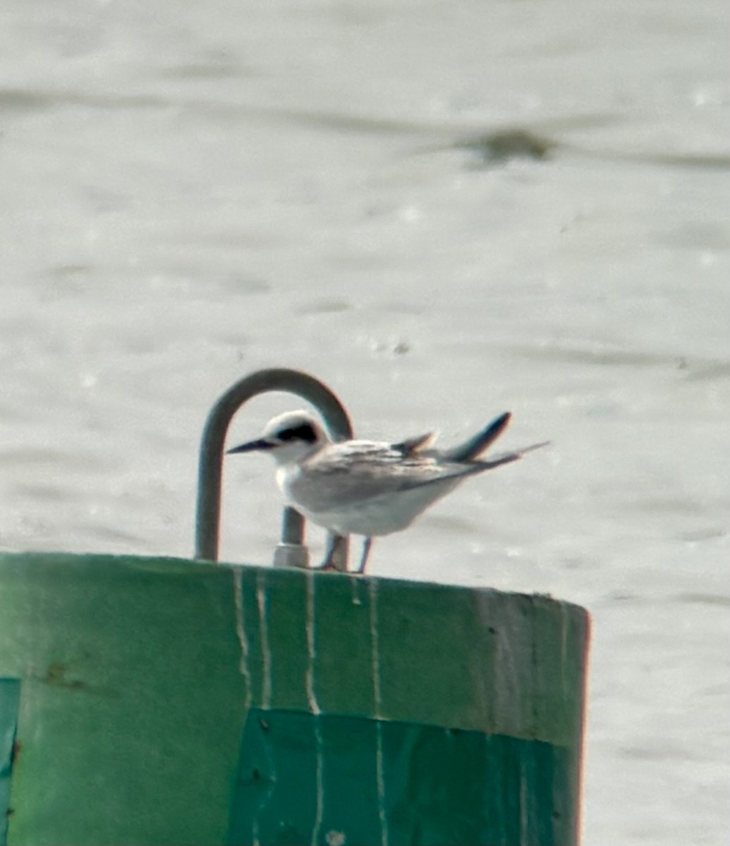 Forster's Tern - ML640524238