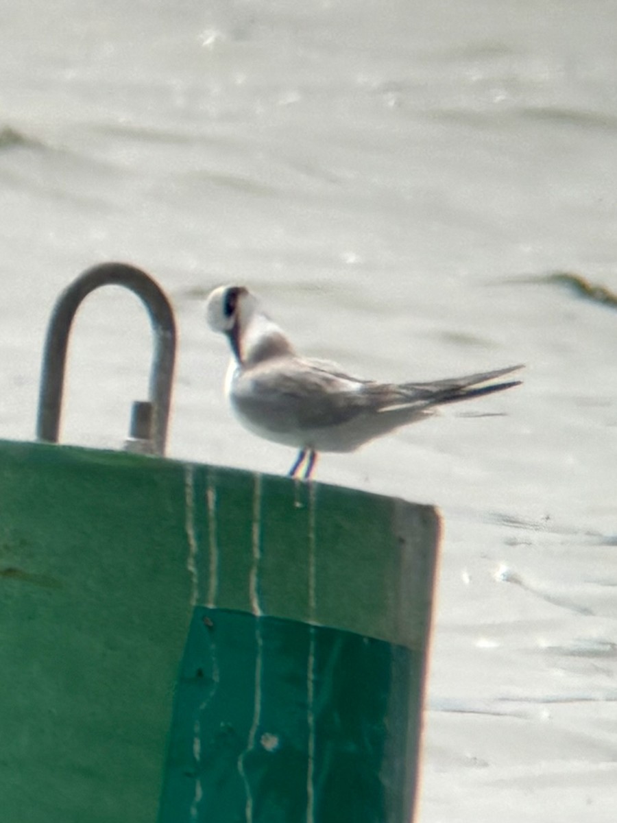 Forster's Tern - ML640524239