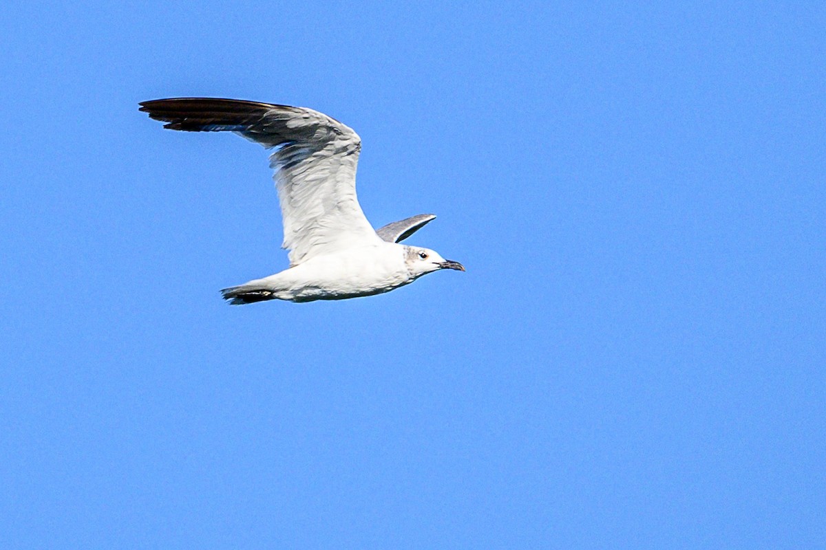 Antxeta mokogorri amerikarra - ML640524267