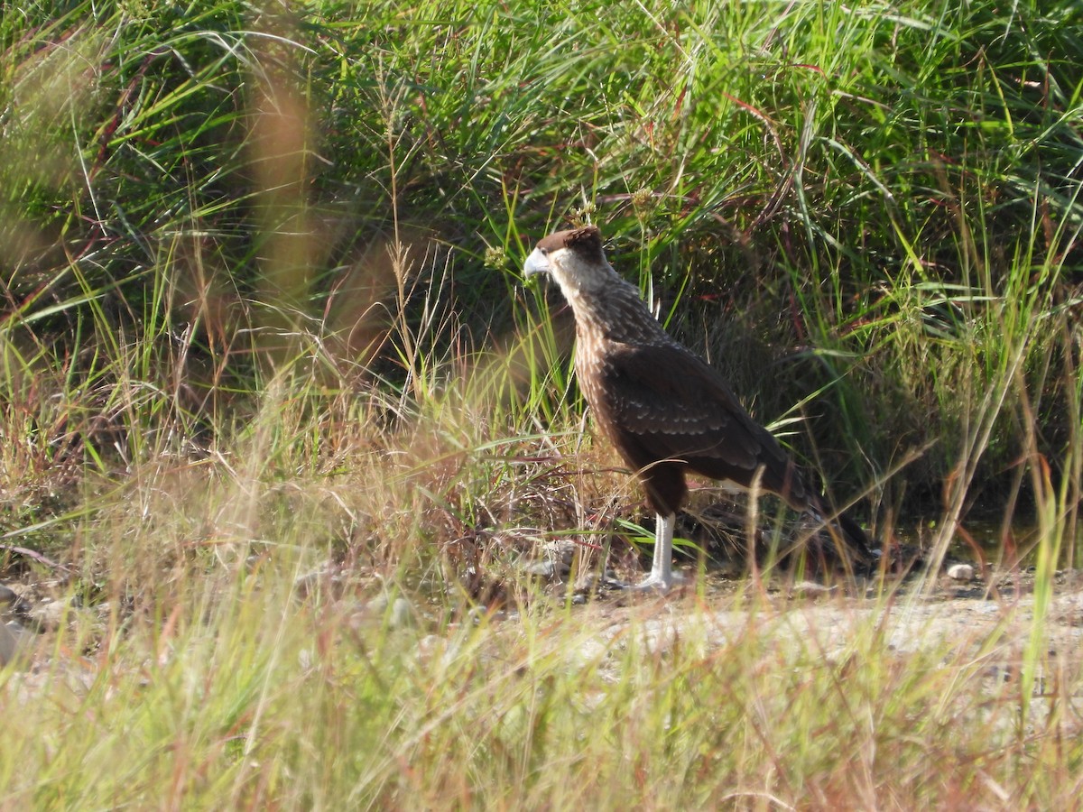 Crested Caracara (Northern) - ML640524270