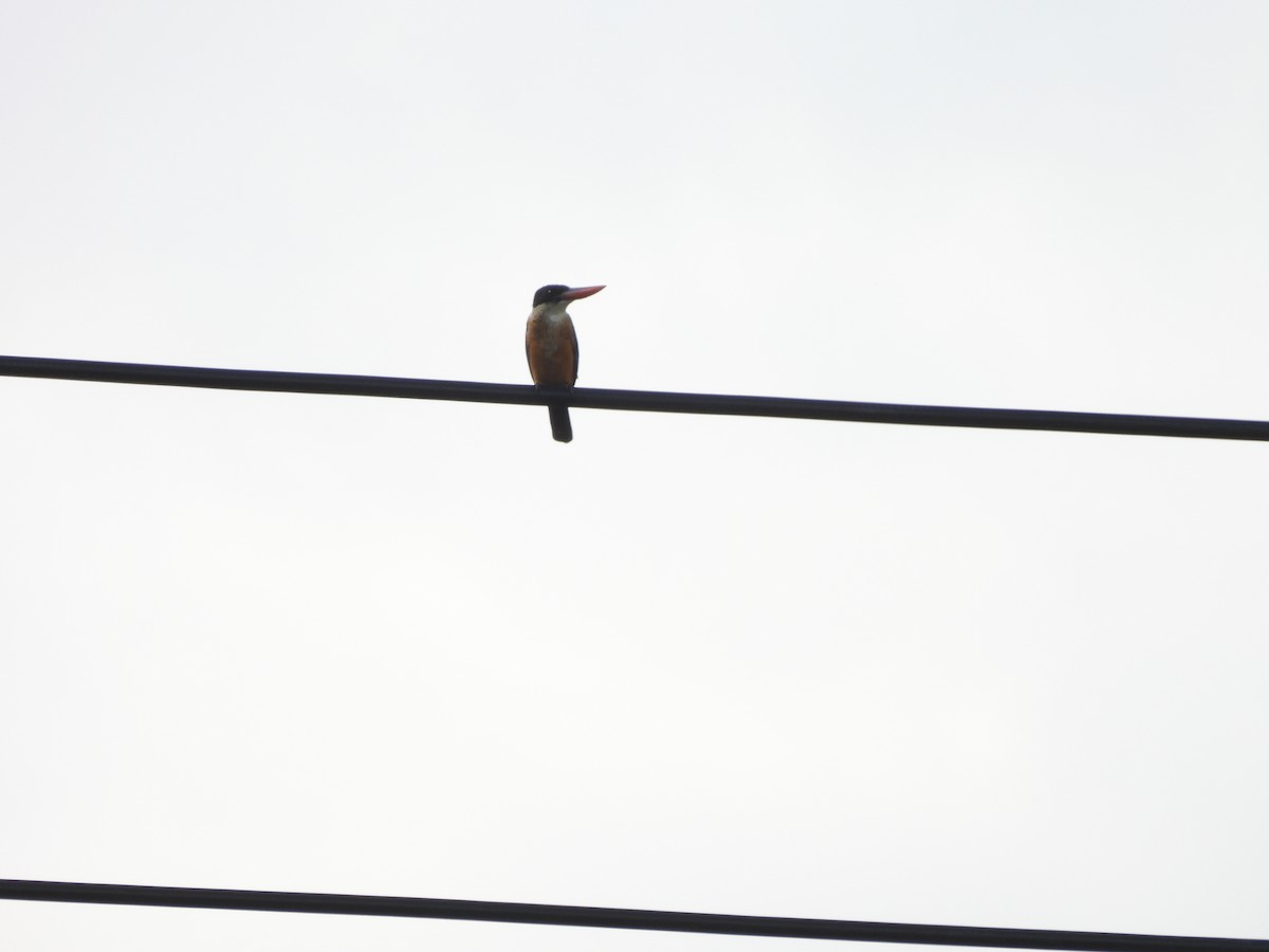 Хар магнайт халуу - ML640524271