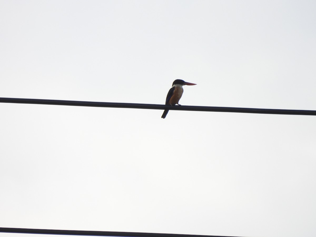 Хар магнайт халуу - ML640524275