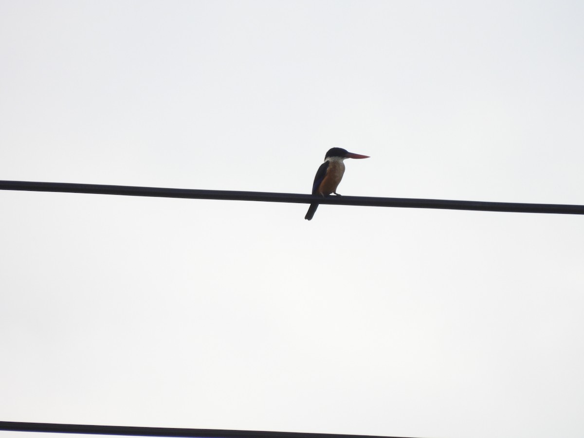 Хар магнайт халуу - ML640524278