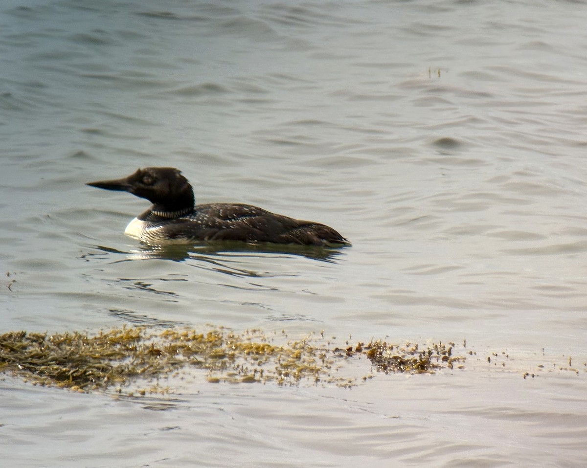 Common Loon - ML640524341