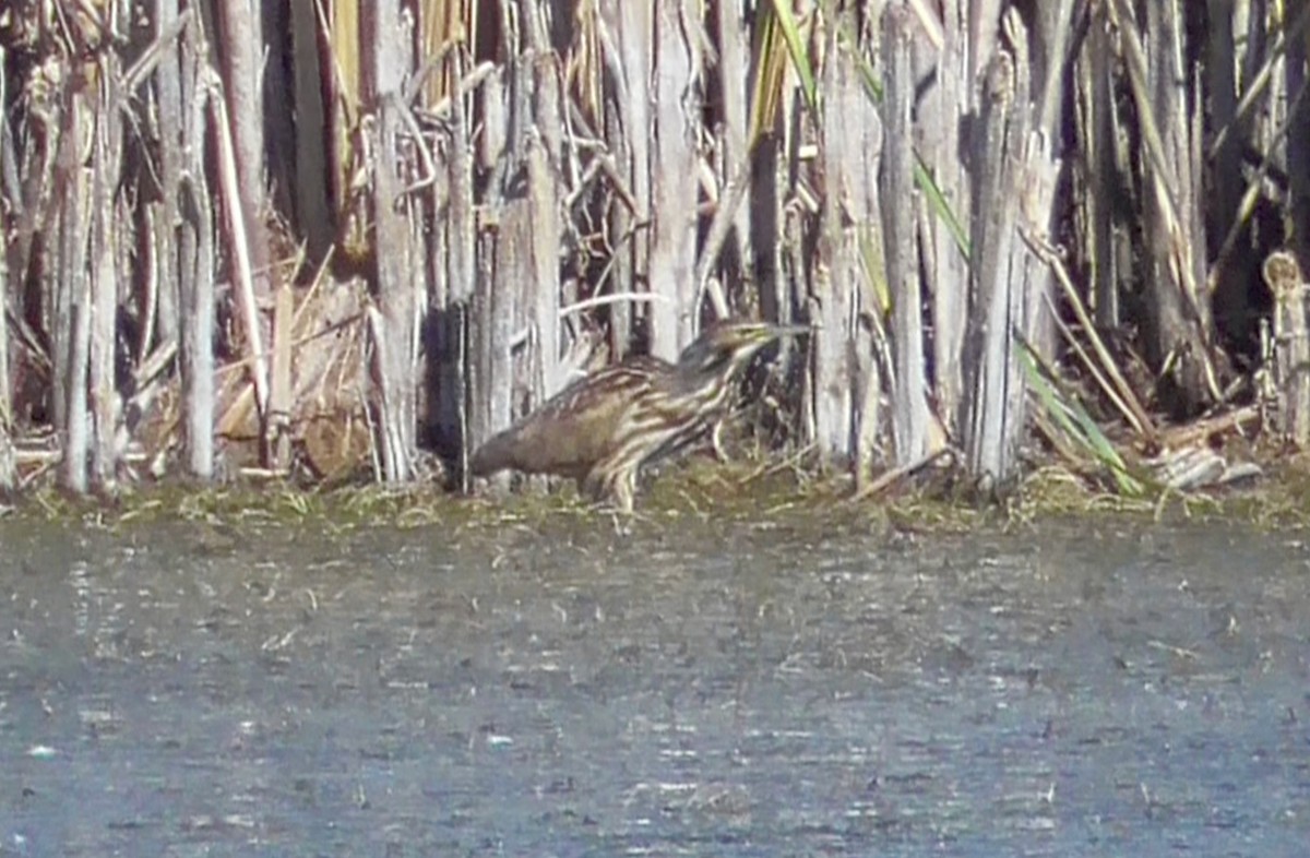 American Bittern - ML640524364