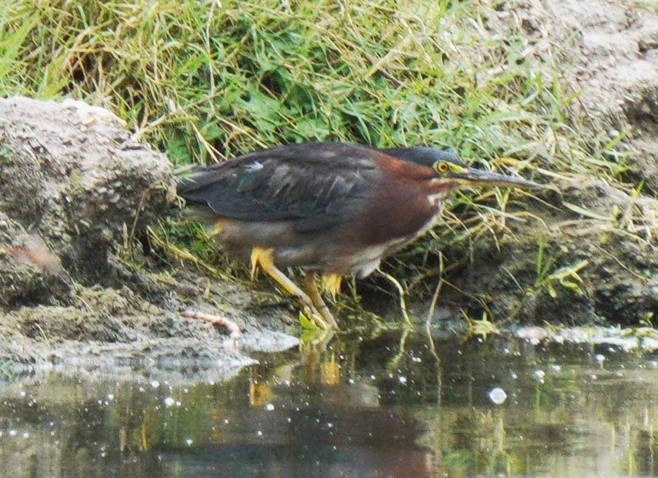 Green Heron - ML640524407