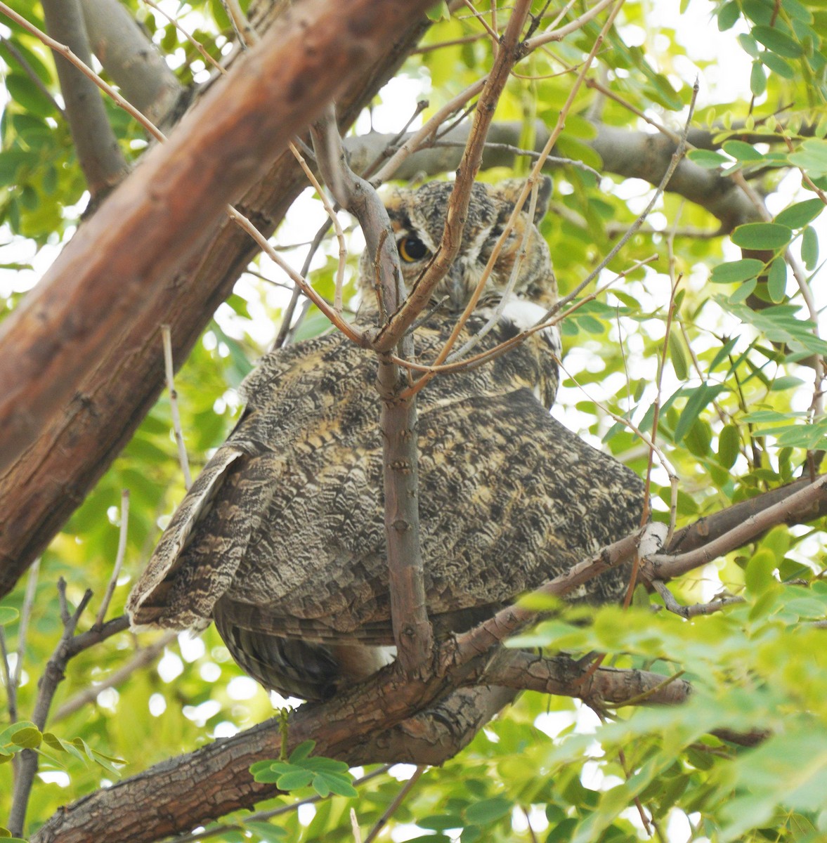 Great Horned Owl - ML640524418