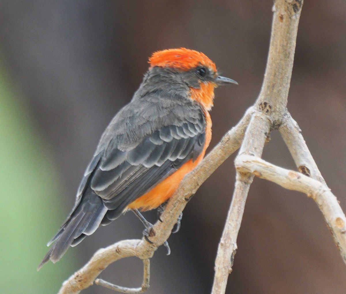 Vermilion Flycatcher - ML640524423