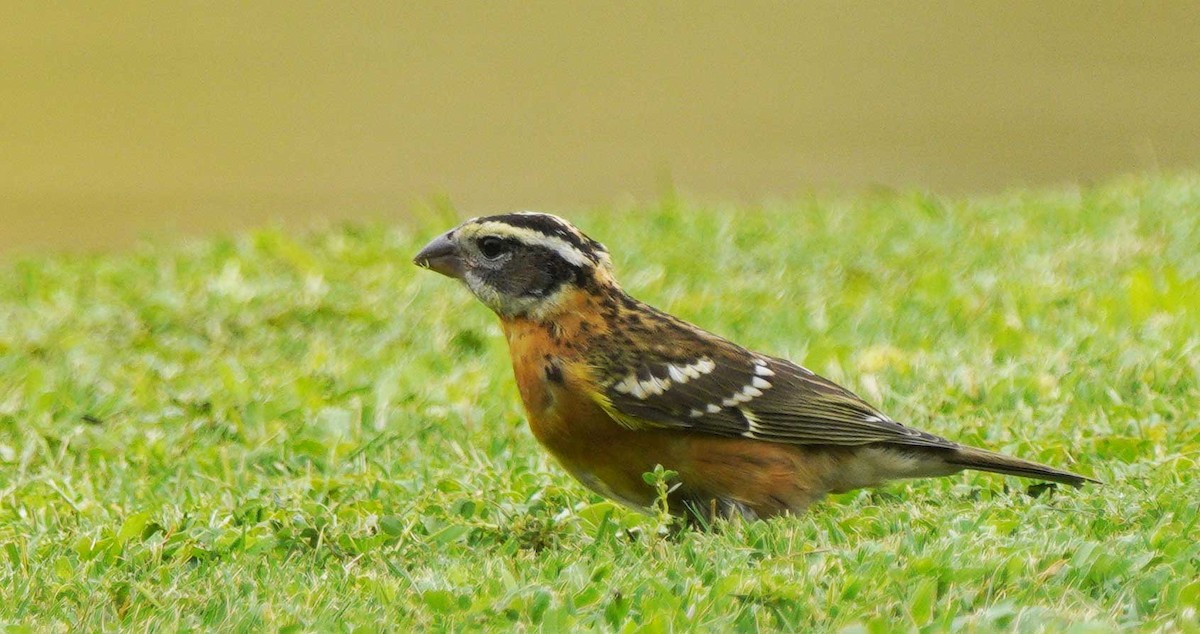 Black-headed Grosbeak - ML640524433