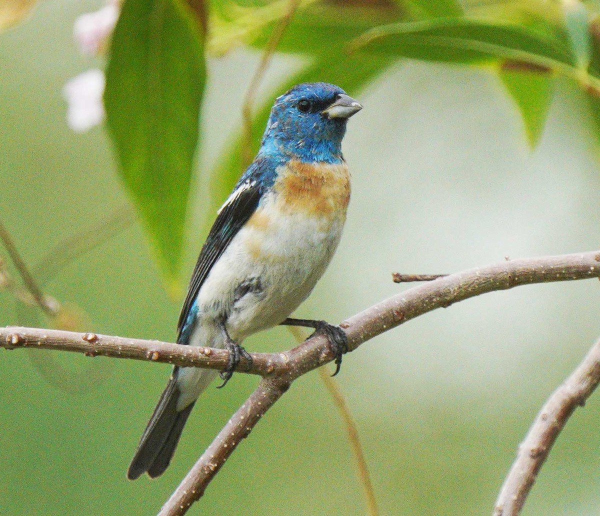 Lazuli Bunting - ML640524439