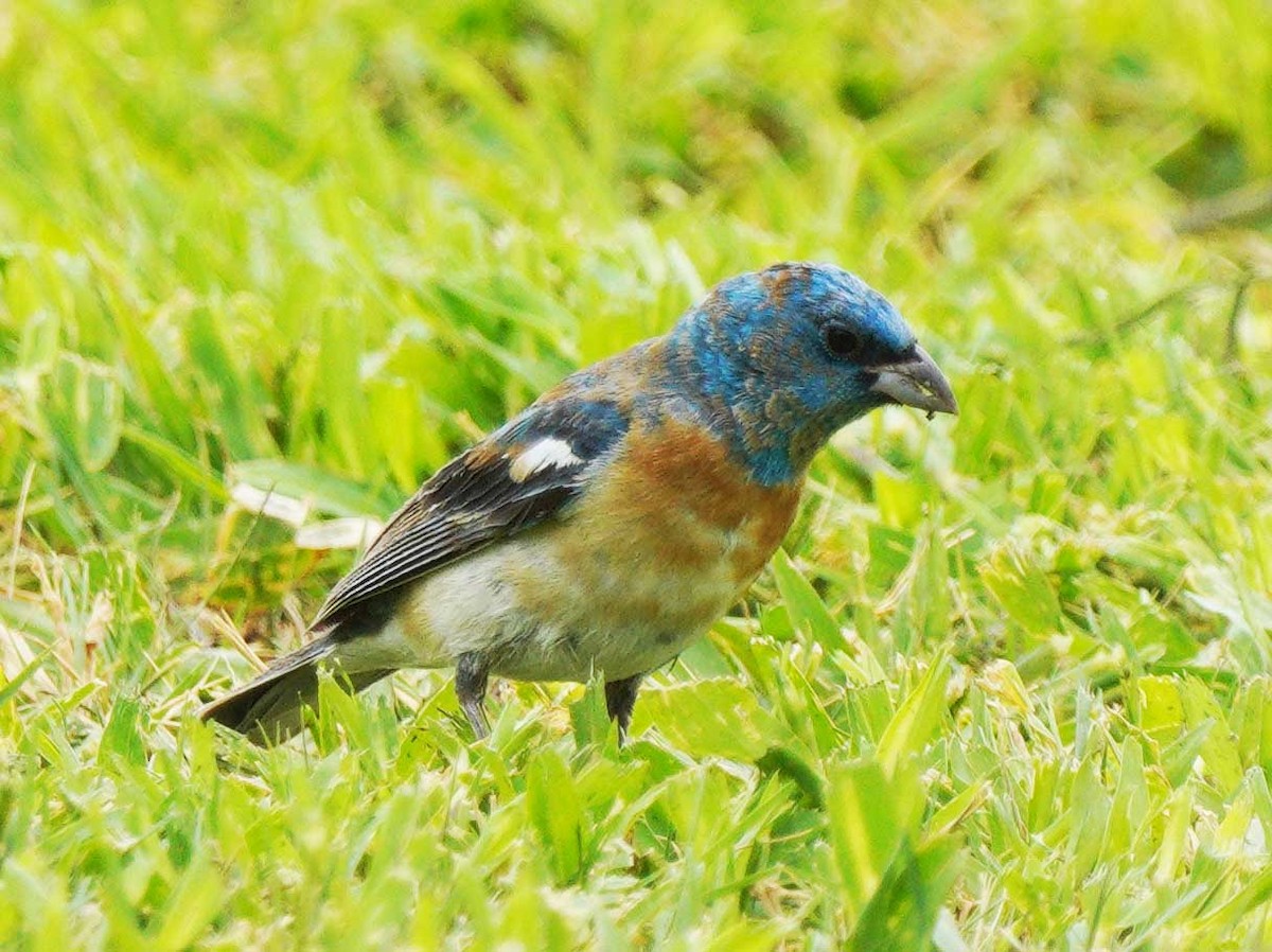 Lazuli Bunting - ML640524440