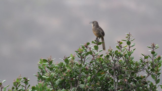 California Thrasher - ML640524459