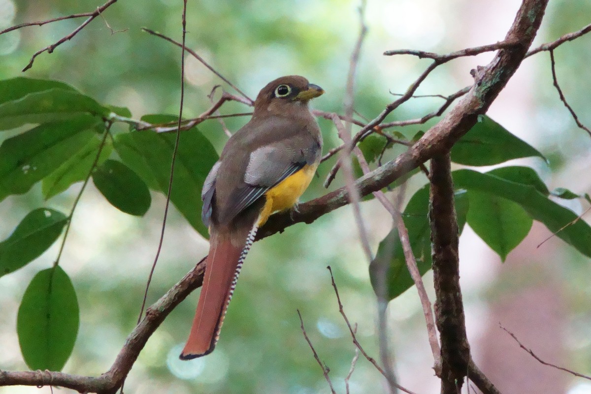 Amazonian Black-throated Trogon - ML640524496