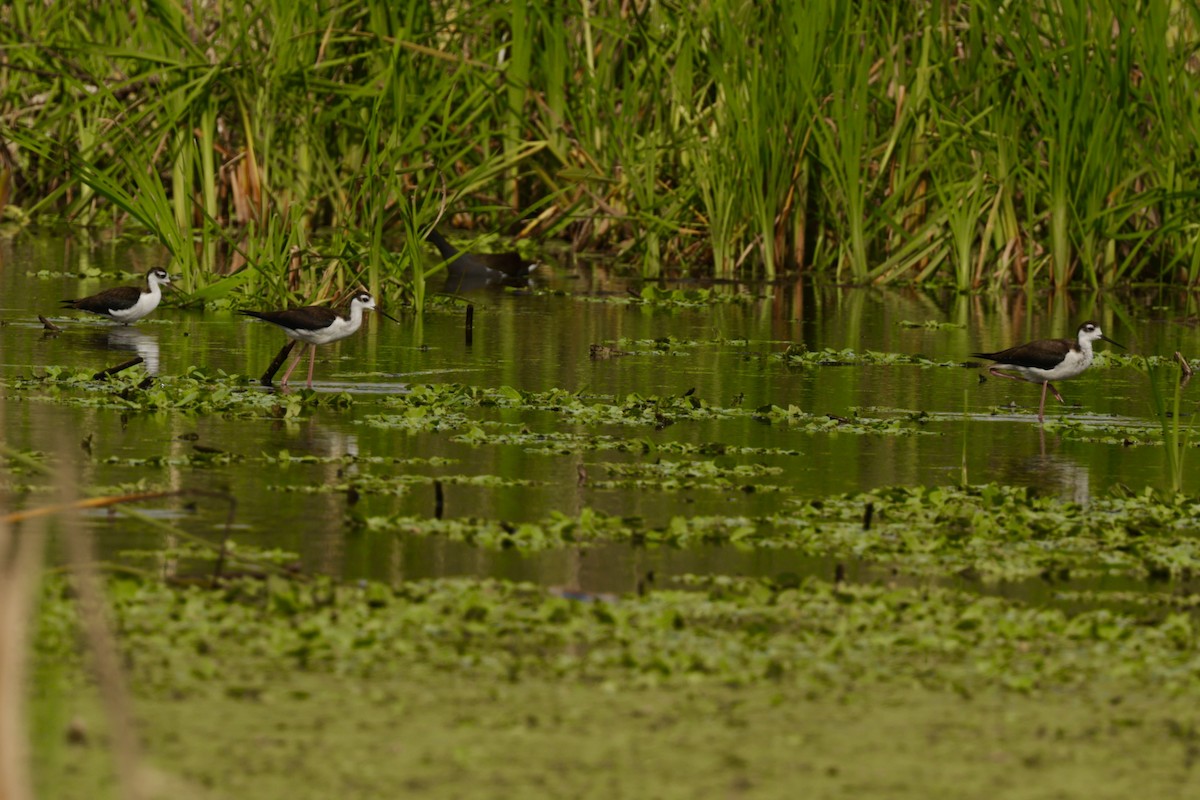 Black-necked Stilt - ML640524519