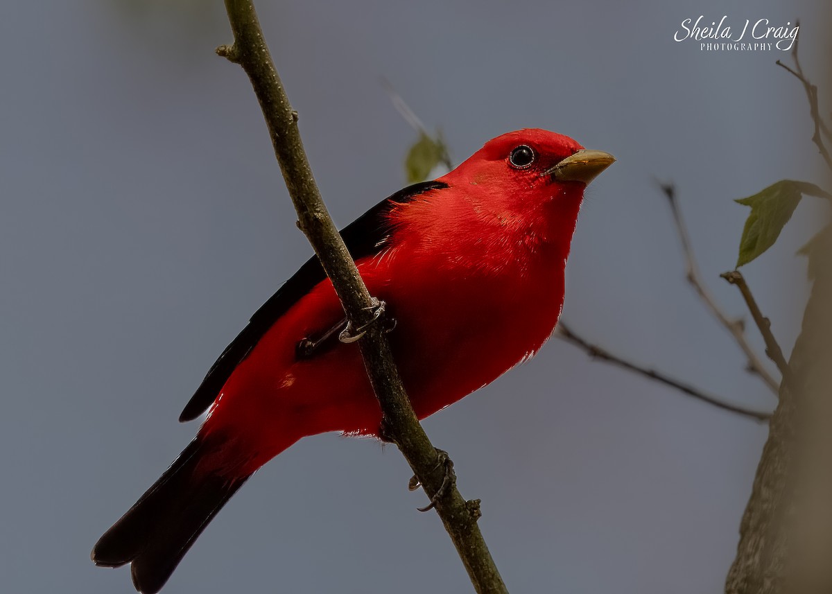 Scarlet Tanager - ML640524529