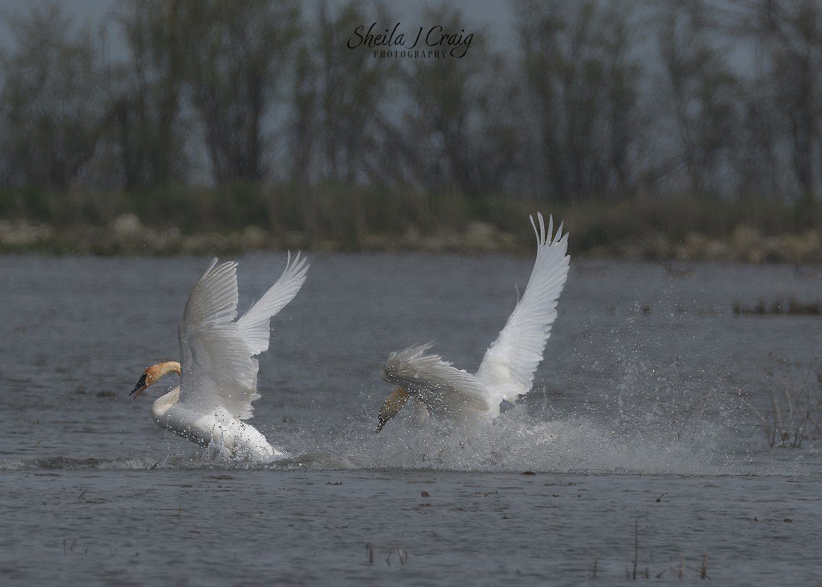 Cygne trompette - ML640524544
