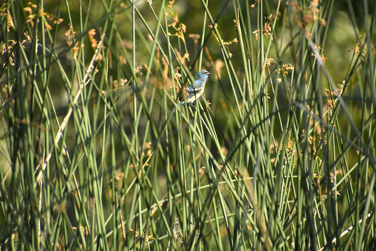 Lazuli Bunting - ML640524618