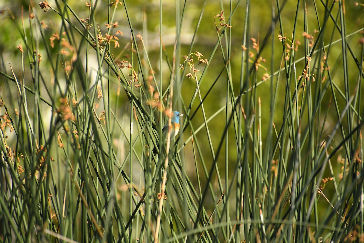 Lazuli Bunting - ML640524619