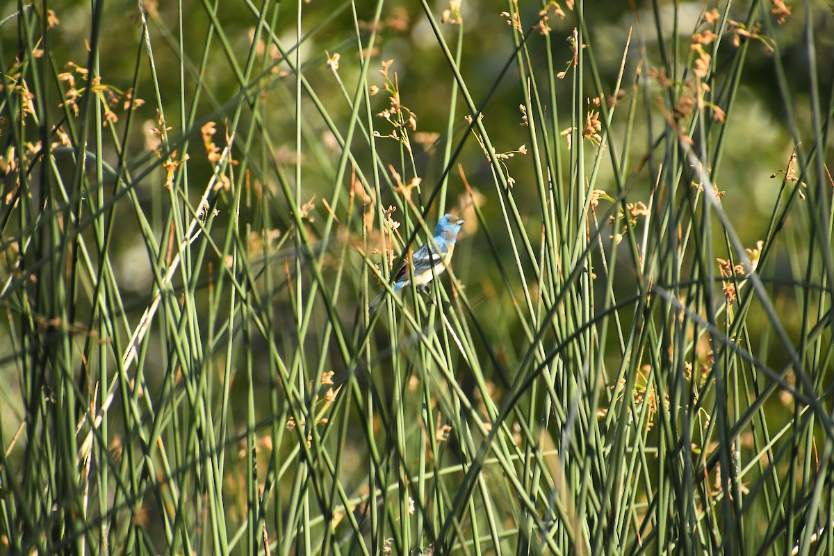 Lazuli Bunting - ML640524620