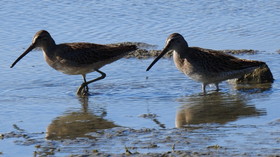 slukovec krátkozobý - ML640524621