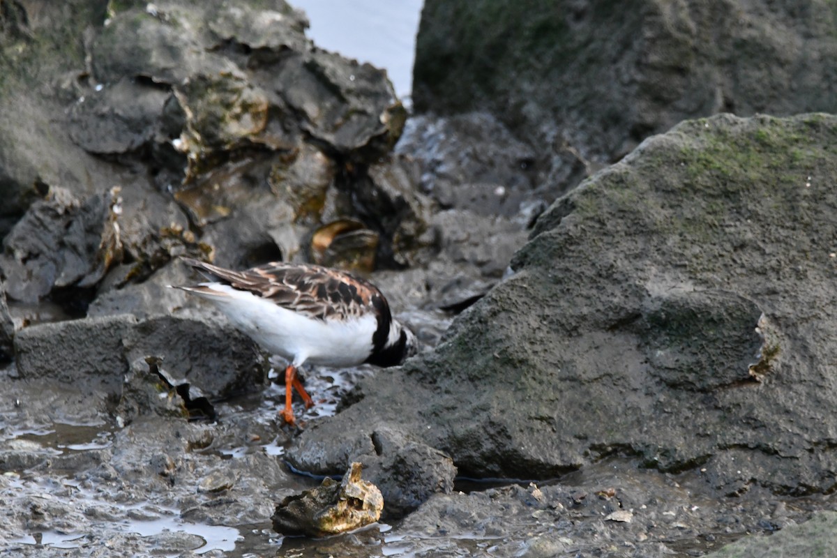 Алаг хайргач - ML640524633