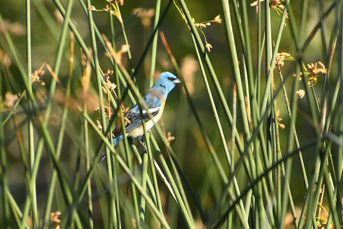 Lazuli Bunting - ML640524635