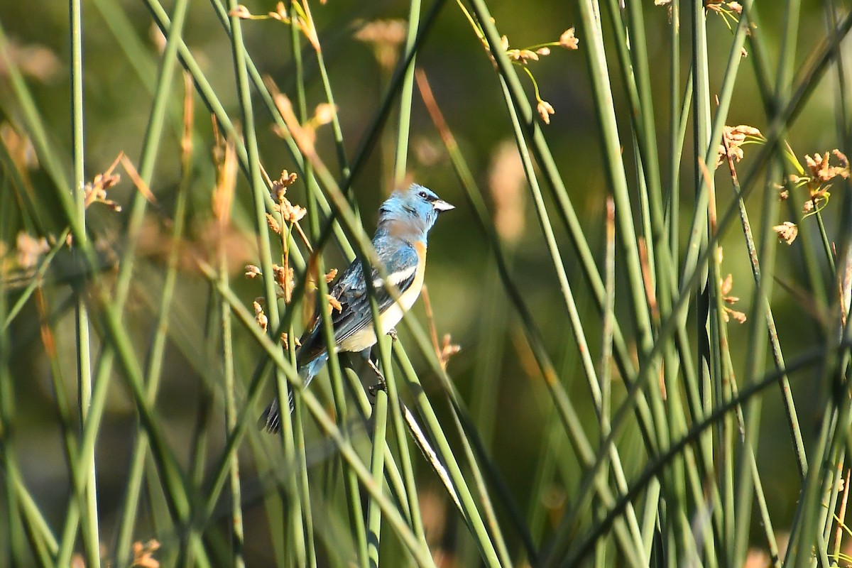Lazuli Bunting - ML640524636