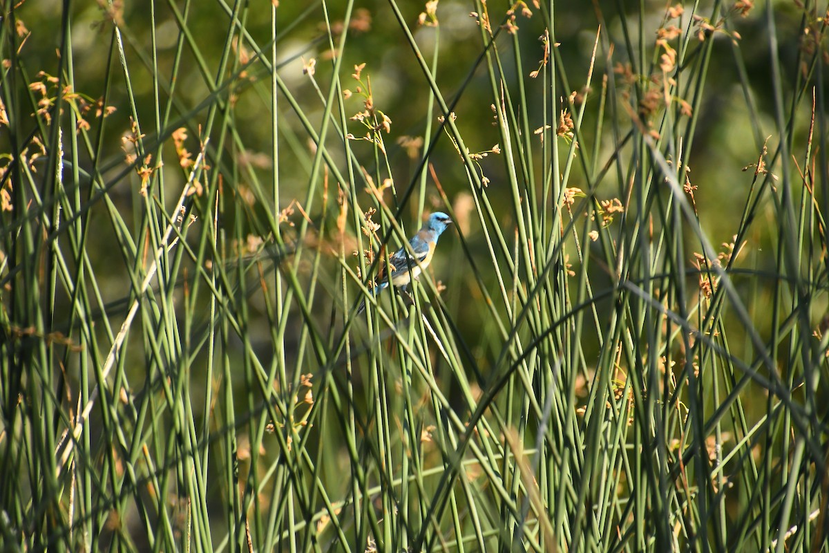 Lazuli Bunting - ML640524638