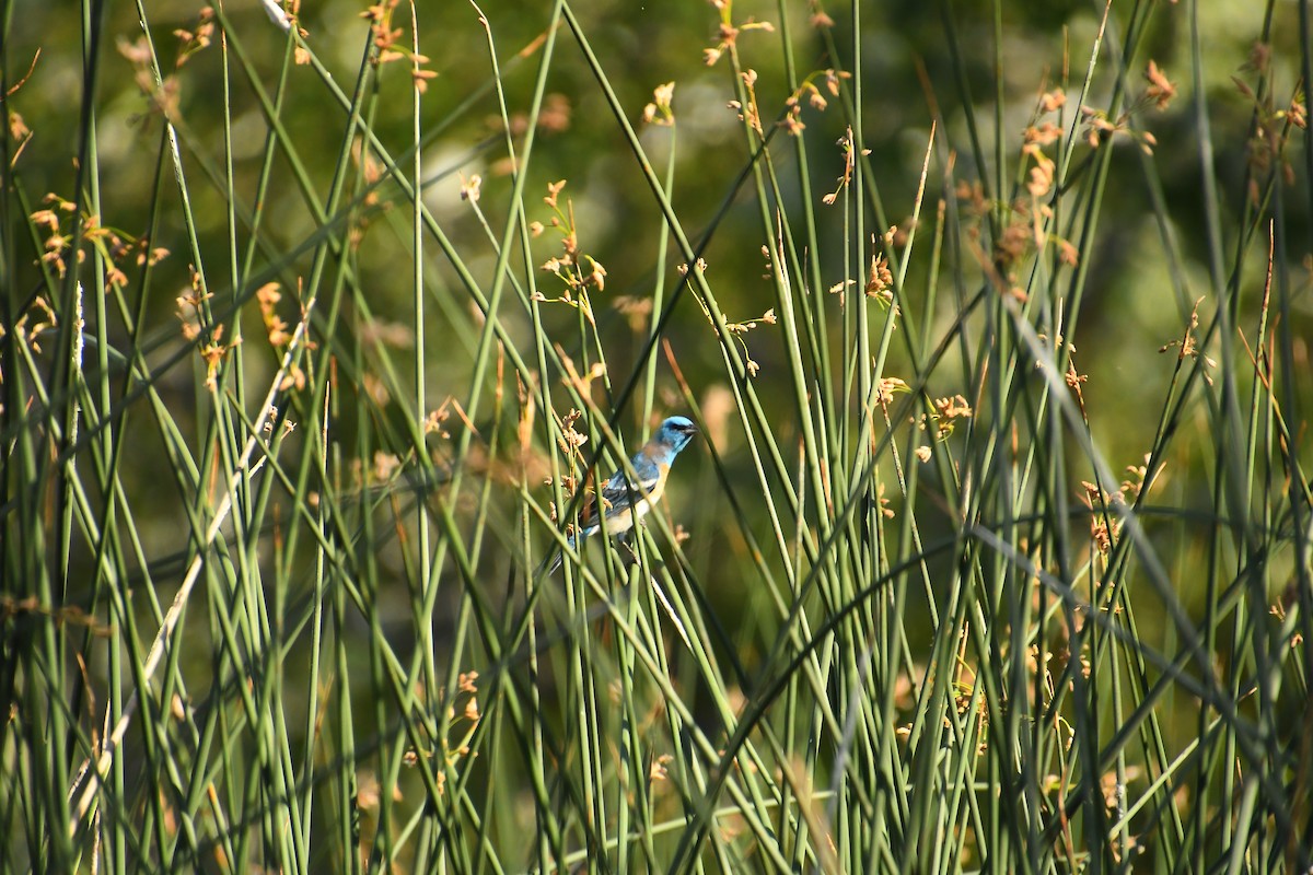 Lazuli Bunting - ML640524639