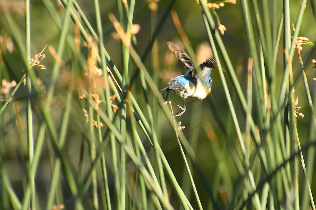 Lazuli Bunting - ML640524643