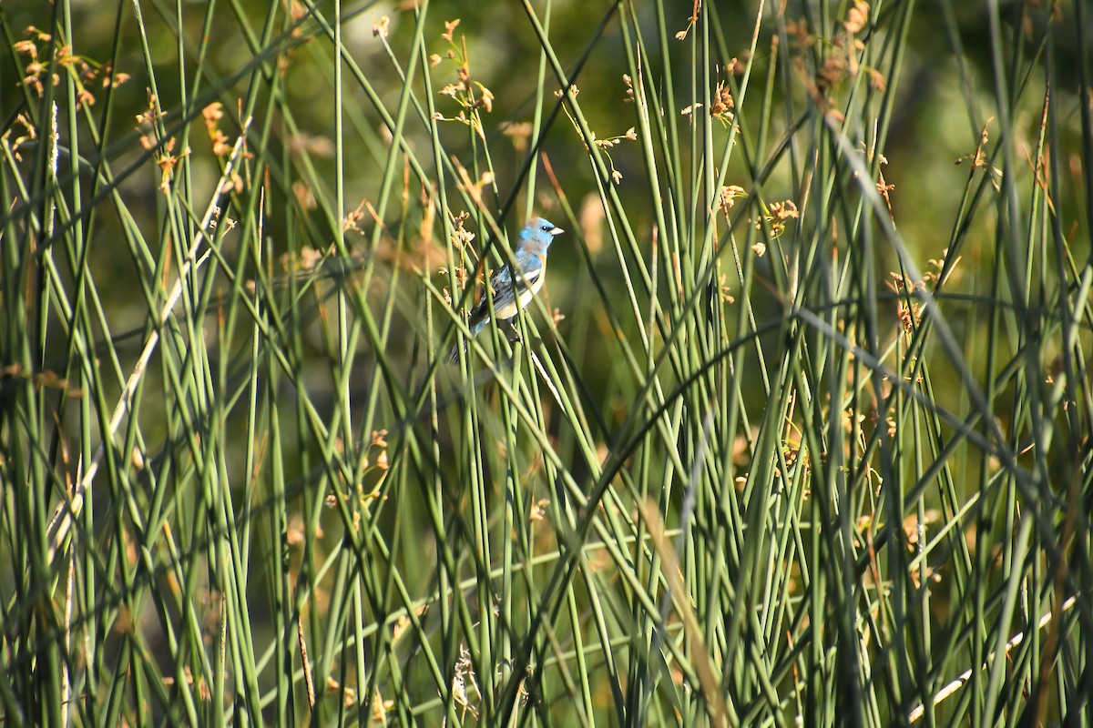 Lazuli Bunting - ML640524644