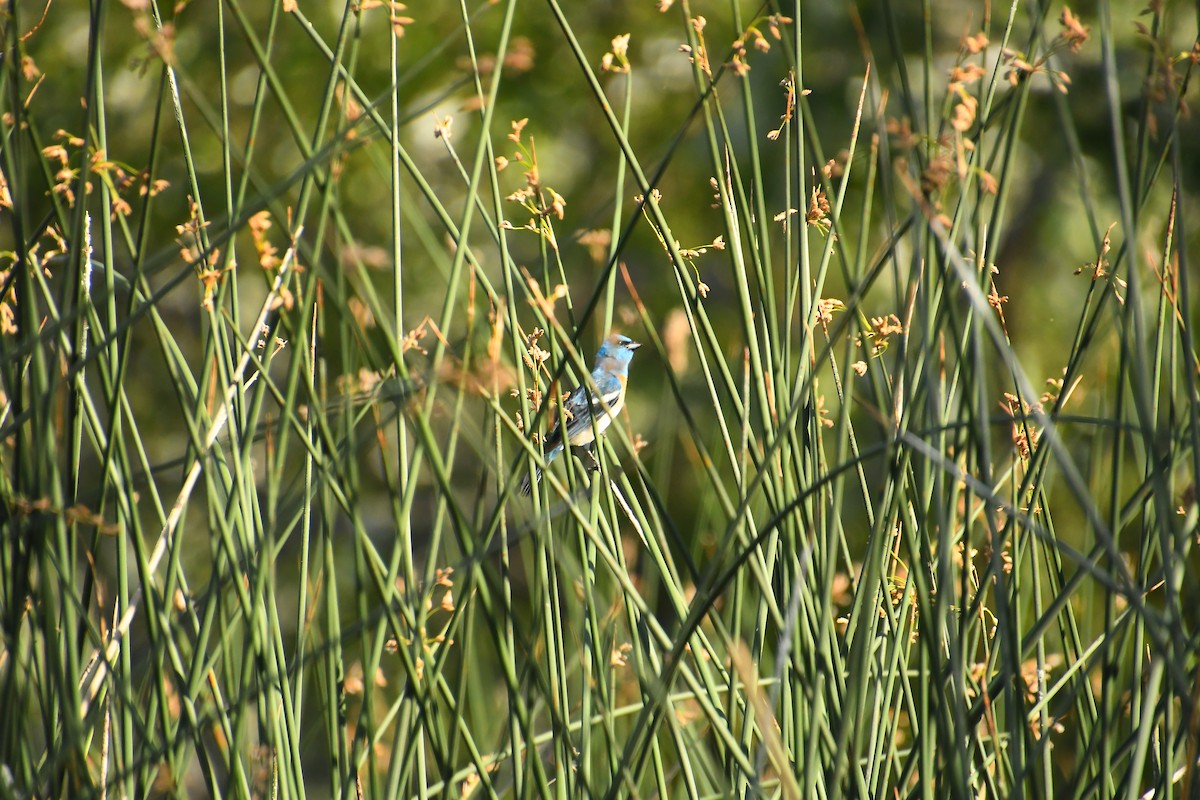 Lazuli Bunting - ML640524646