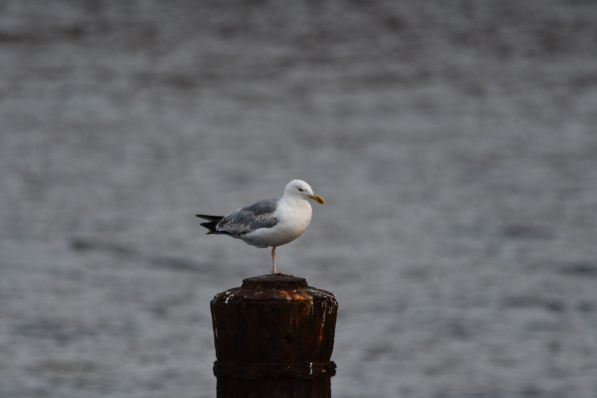 Yellow-legged Gull - ML640524647