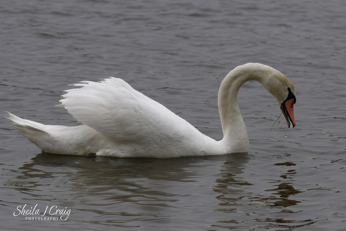 Cygne tuberculé - ML640524705