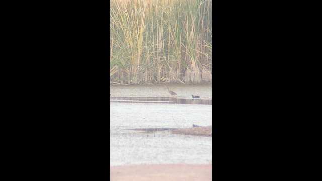 American Bittern - ML640524708