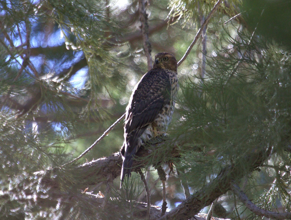 American Goshawk - ML640524844