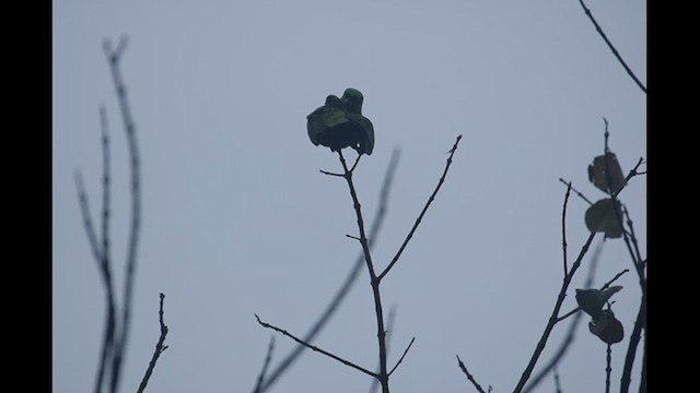 Weißstirnamazone - ML640524853