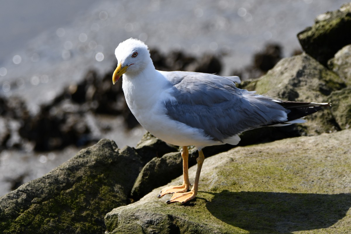Yellow-legged Gull - ML640524855