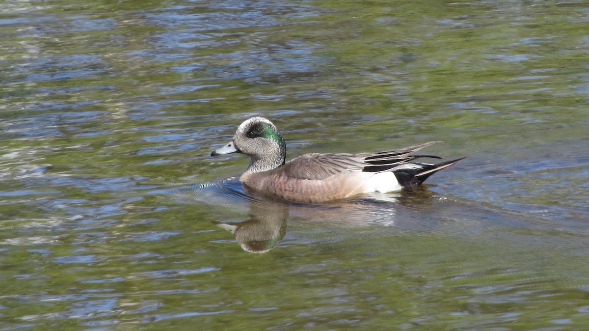 American Wigeon - Richard Gregg