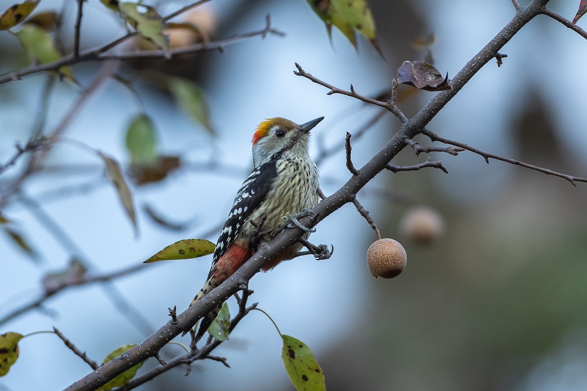 Brown-fronted Woodpecker - ML640524988