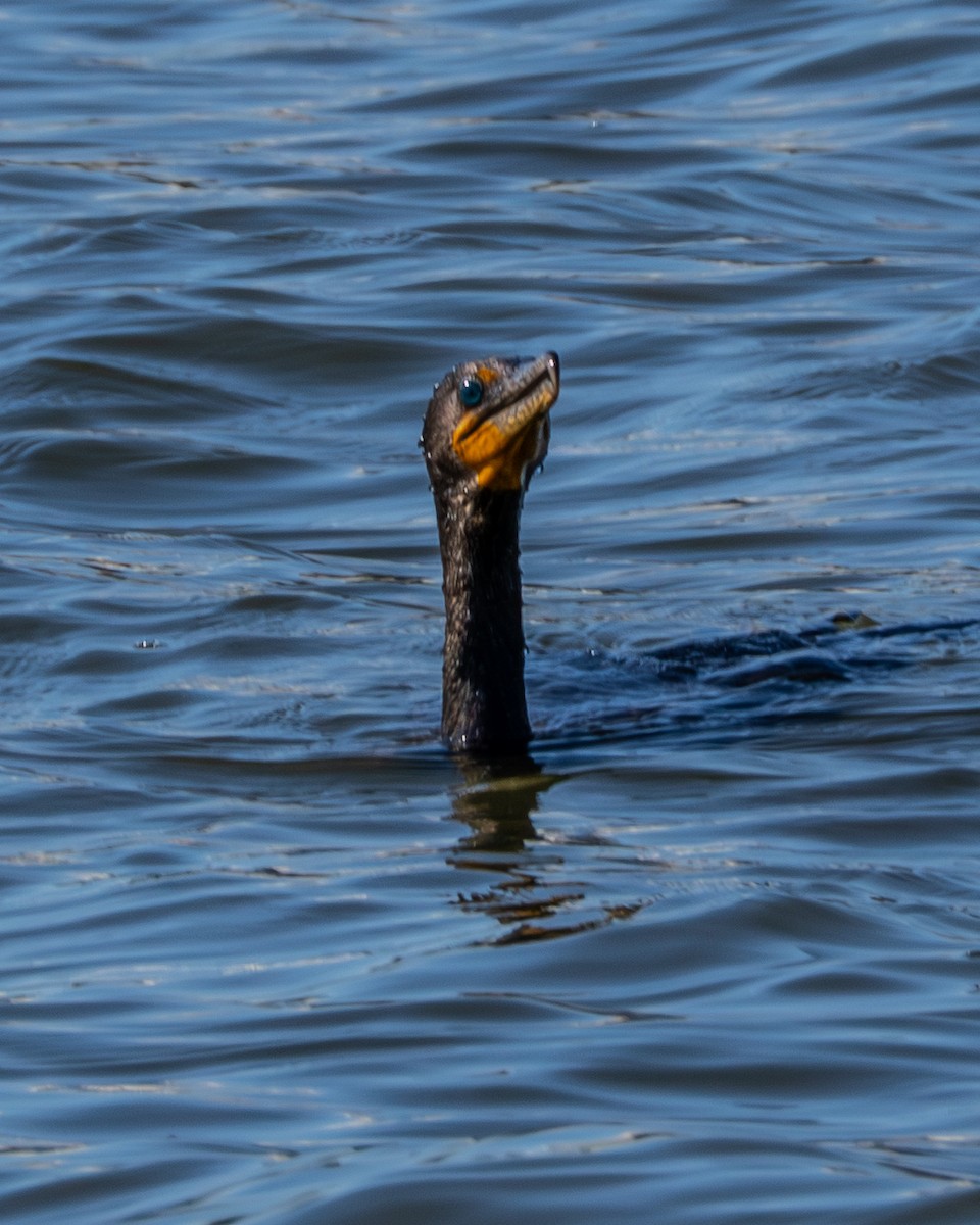 Double-crested Cormorant - ML640525034