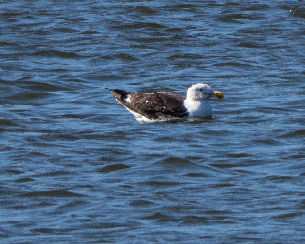 Great Black-backed Gull - ML640525049
