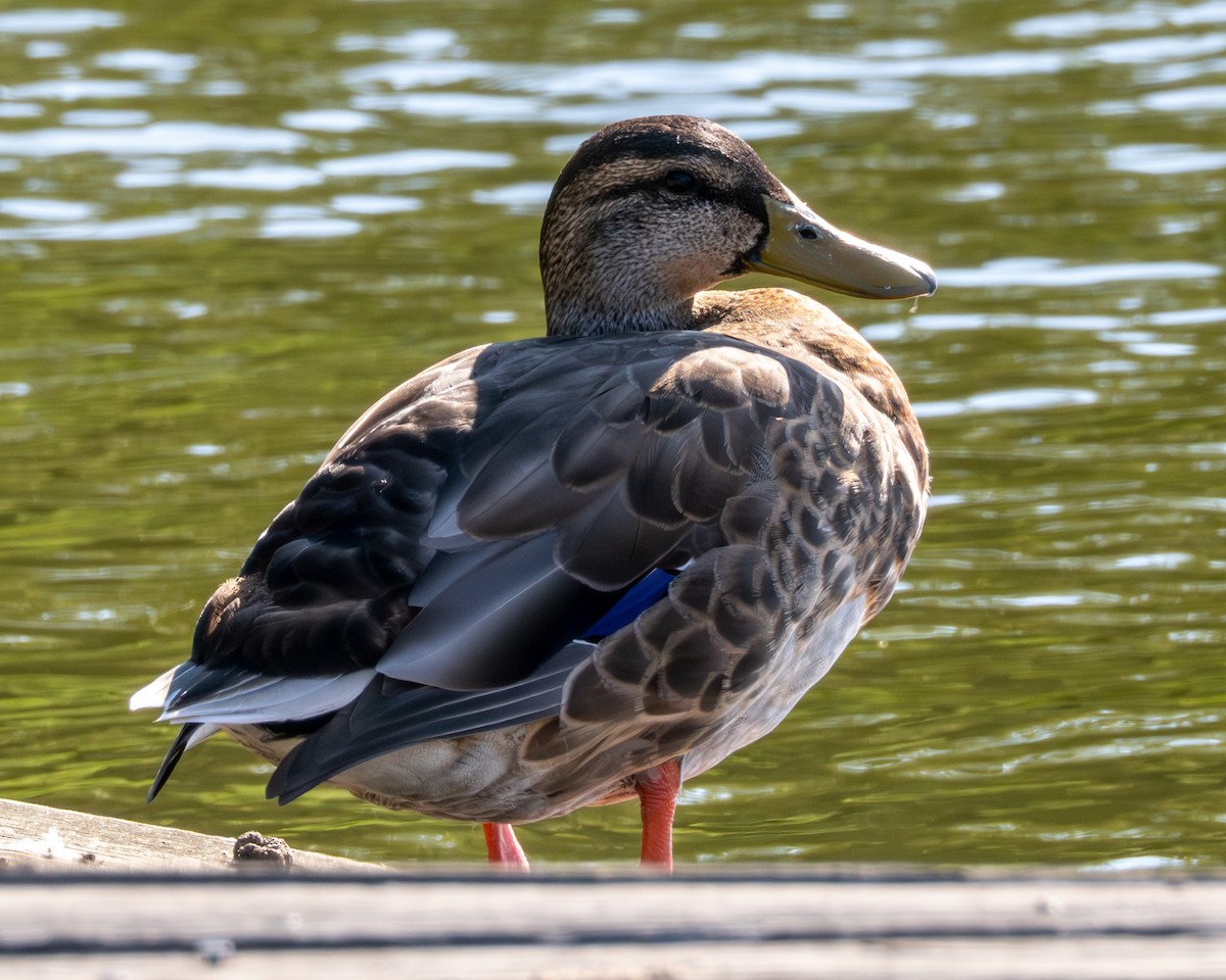 Mallard - ML640525064