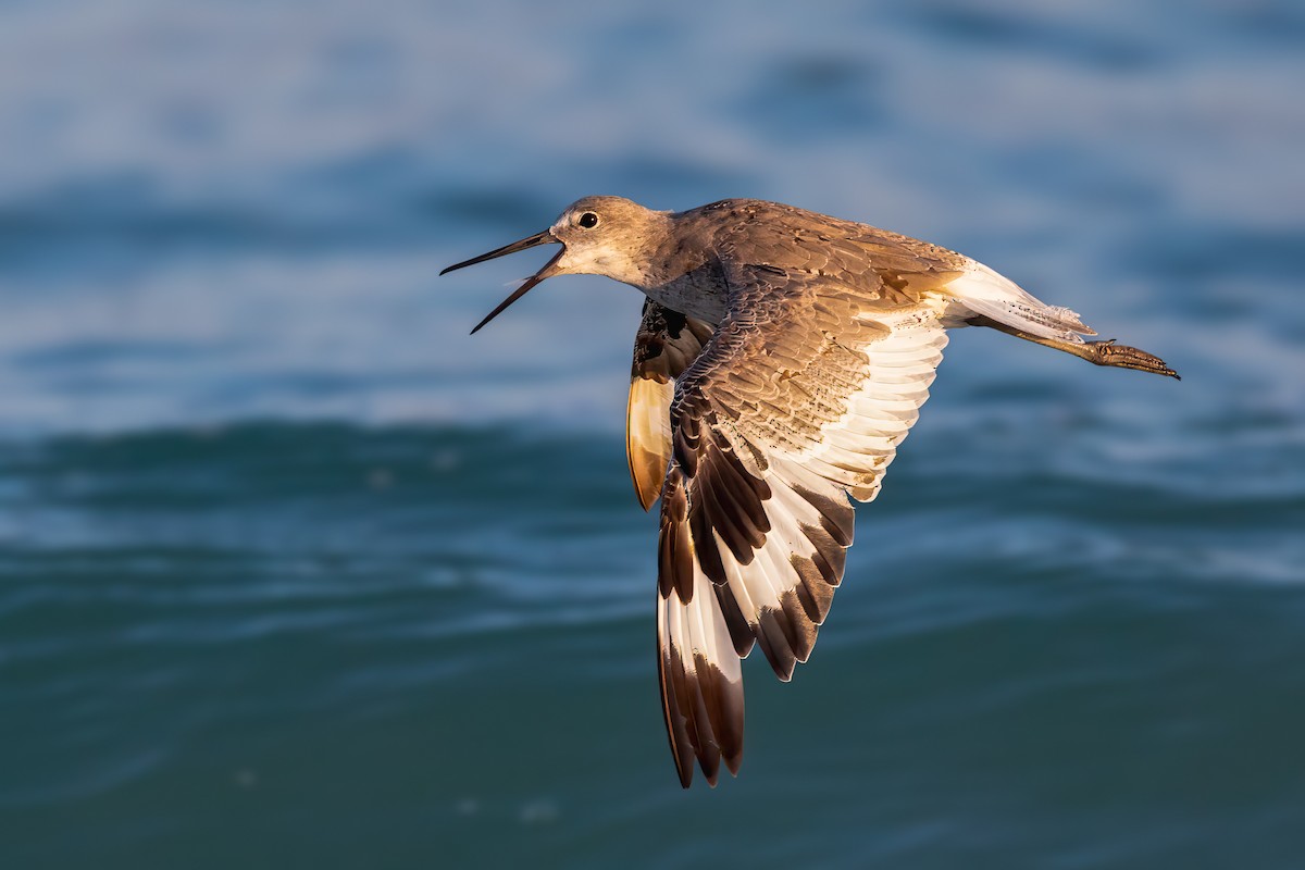 Willet - ML640525082
