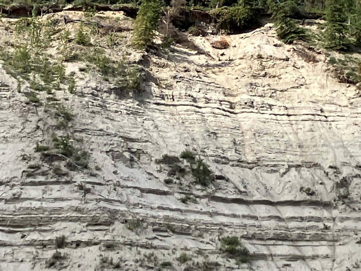 Bank Swallow - ML640525109