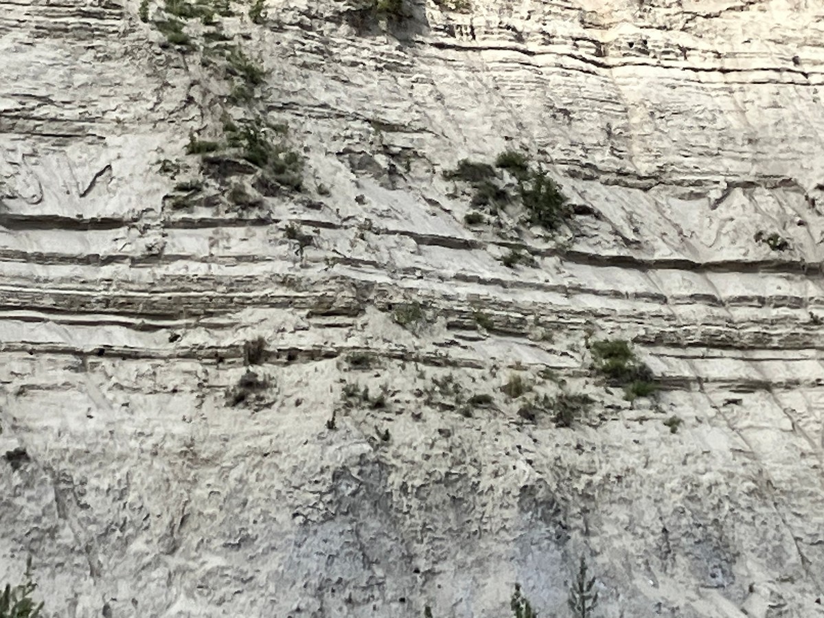 Bank Swallow - ML640525110