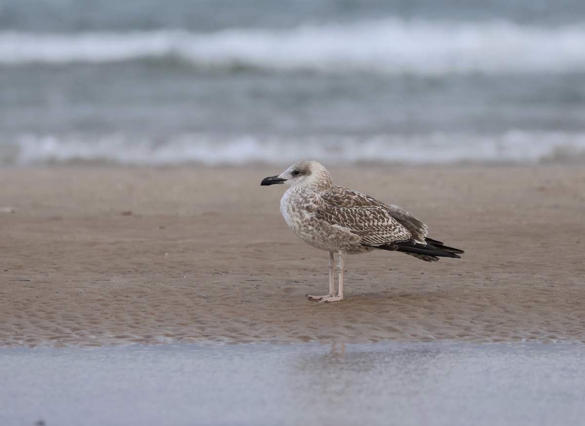 Yellow-legged Gull - ML640525134