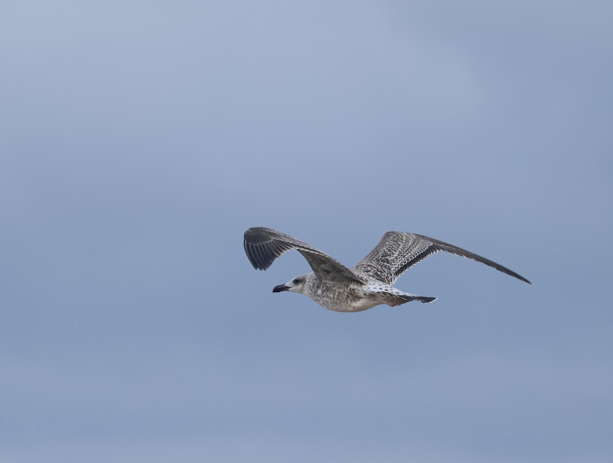 Yellow-legged Gull - ML640525138