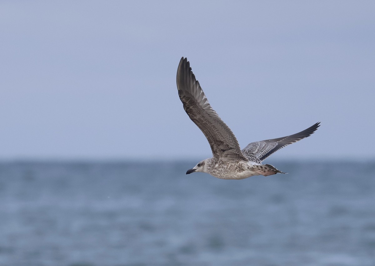 Yellow-legged Gull - ML640525139