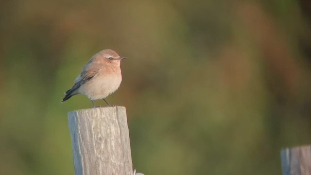 Northern Wheatear - ML640525157